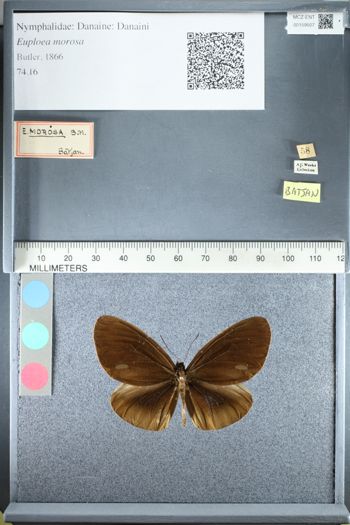 Media type: image;   Entomology 159507